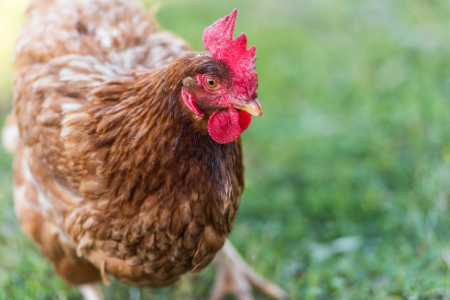 Chicken in a field